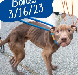 Give STL Day Bones Adoptable Dog