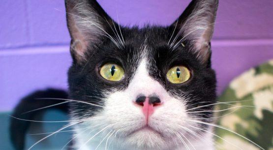 adoptable cat cat lovers