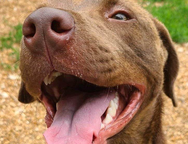 adoptable dog rescued dog