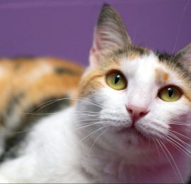 adoptable cat