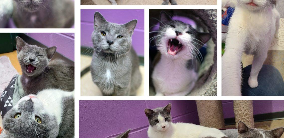 adoptable cats