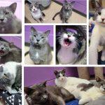 adoptable cats