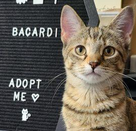 adoptable cat