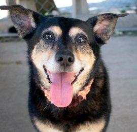 adoptable senior dog