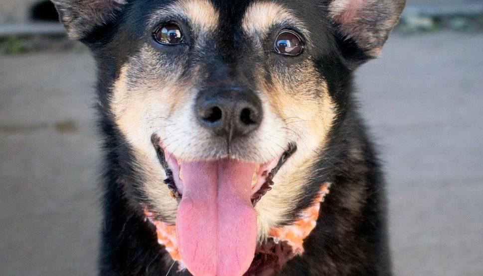 adoptable senior dog