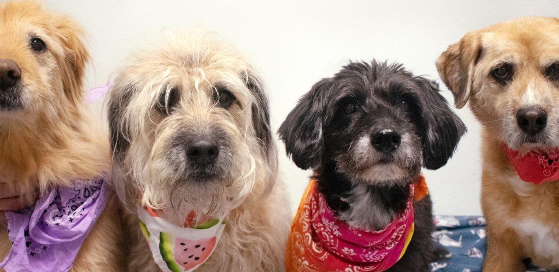 adoptable senior dogs