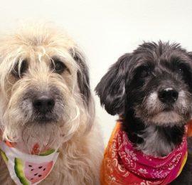 adoptable senior dogs