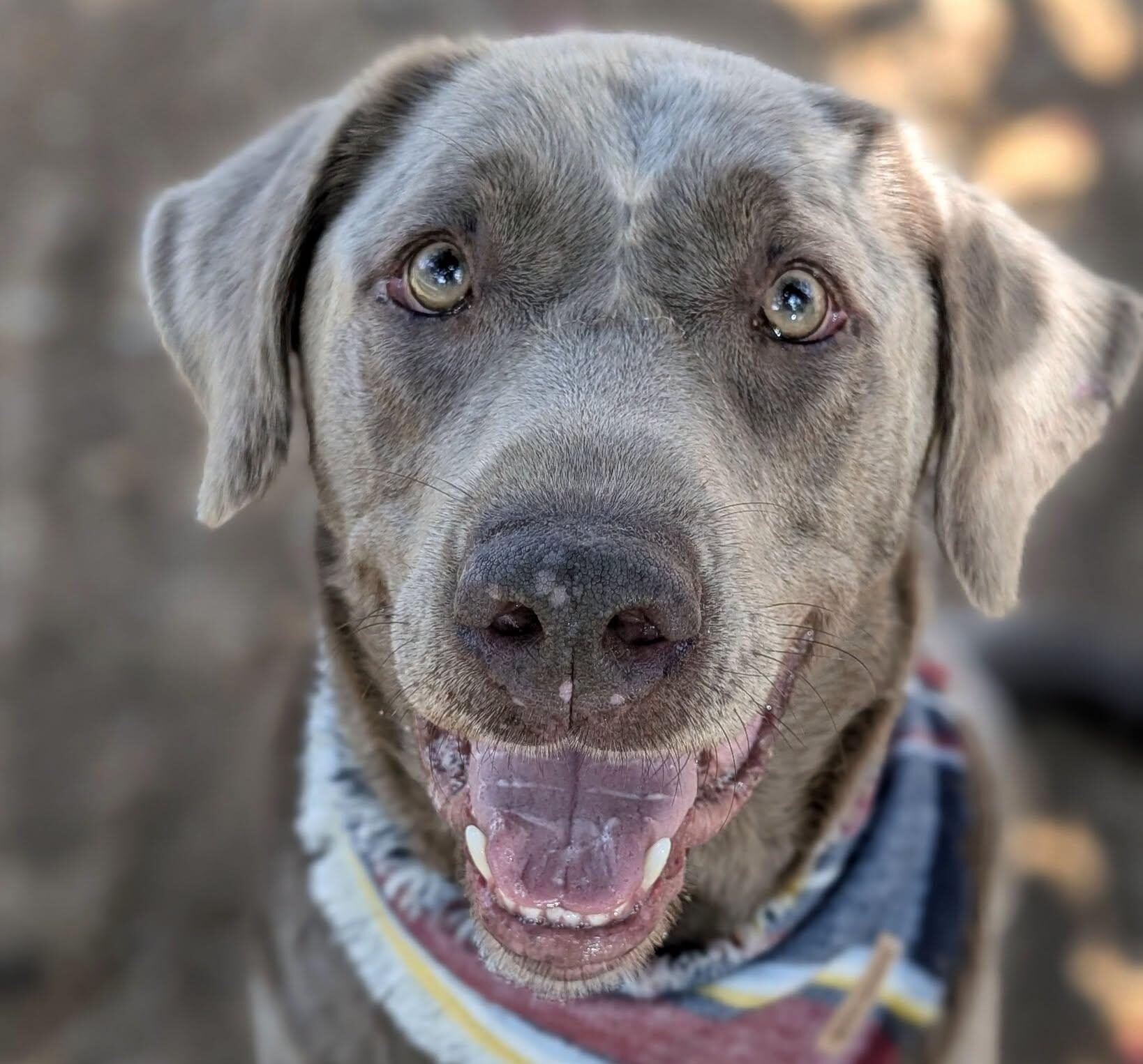 bazo1199 dog グレー Mylz – Ready for Adoption! - Open Door Animal Sanctuary